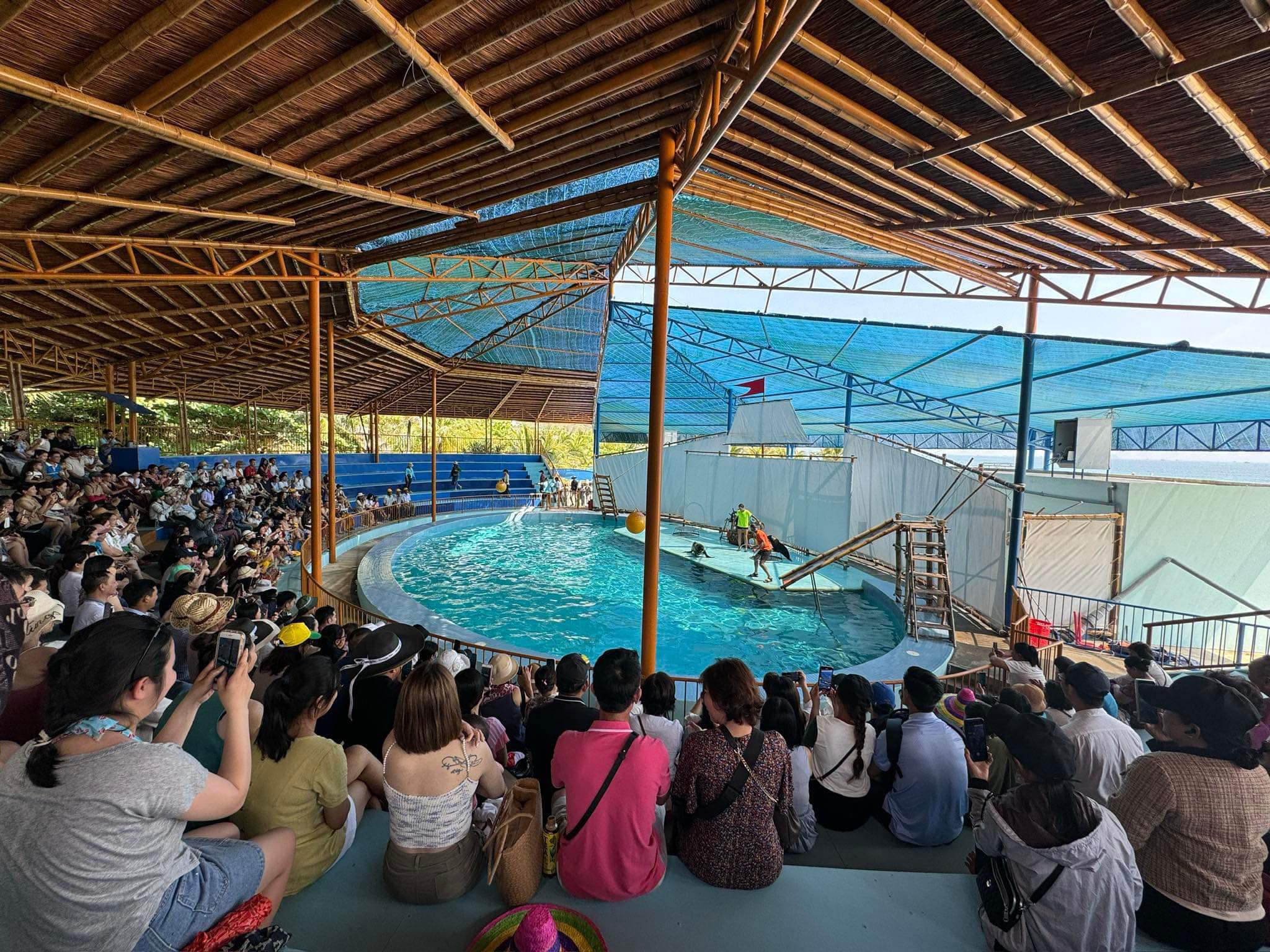 Show biểu diễn xiếc Hải Cẩu đặc sắc tại Kỳ Co